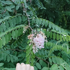 Robinia pseudoacacia