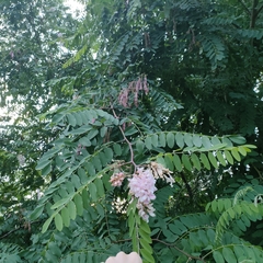 Robinia pseudoacacia