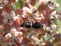 Paranthrene tabaniformis