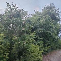 Robinia pseudoacacia