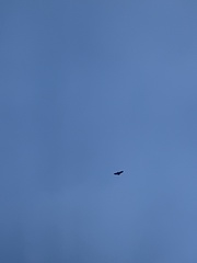 Spilornis cheela