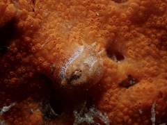 Goniodoris