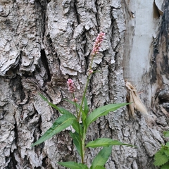 Persicaria maculosa