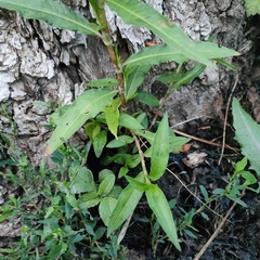 Persicaria maculosa