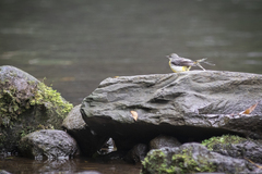 Motacilla cinerea patriciae