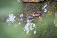 Motacilla cinerea patriciae
