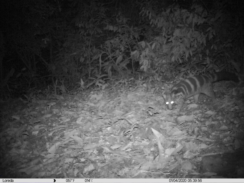 Owston's Palm Civet