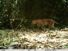 Panthera pardus delacouri