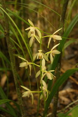 Cymbidium ensifolium