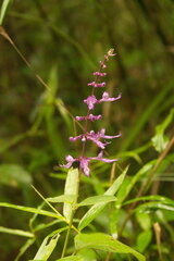 Orthosiphon rotundifolius