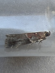 Acrobasis suavella