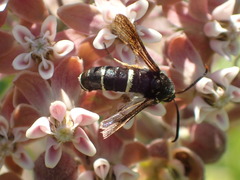 Paranthrene tabaniformis