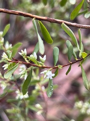 Styphelia mutica