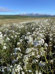 Dontostemon integrifolius