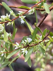 Styphelia mutica