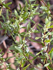 Styphelia mutica