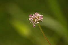 Knoxia roxburghii brunonis