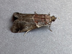 Acrobasis suavella