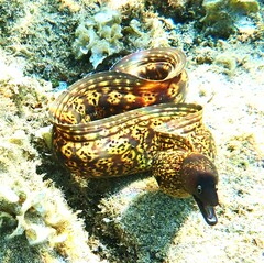 Mediterranean moray