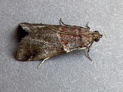 Acrobasis suavella