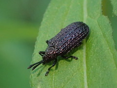 Microrhopala excavata