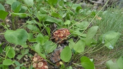 Nucifraga caryocatactes