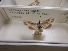Scotogramma trifolia