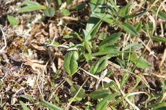 Saussurea tilesii