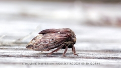 Machaerotypus sibiricus