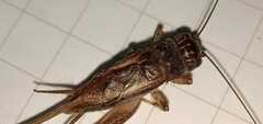 Gryllinae