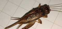 Gryllinae
