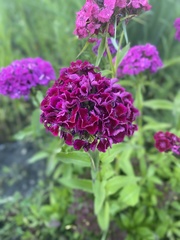 Dianthus barbatus