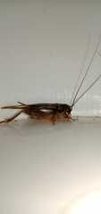 Gryllinae