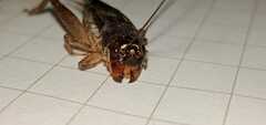 Gryllinae