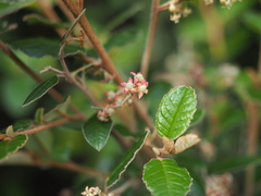 Pomaderris paniculosa