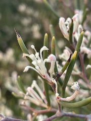 Hakea lissocarpha