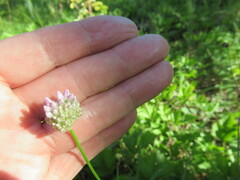 Allium splendens