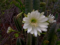 Cereus hexagonus