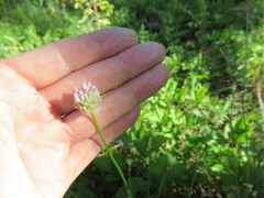 Allium splendens