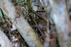 Deinacrida heteracantha