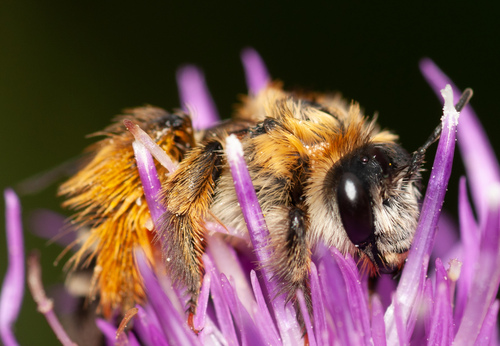 Drimiopsis purpurea Van der Merwe