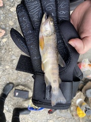 Oncorhynchus masou formosanus