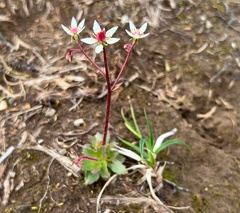 Micranthes stellaris