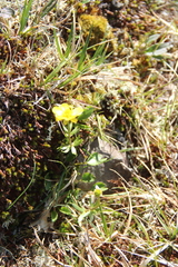 Ranunculus nivalis