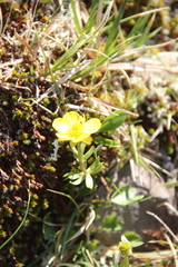 Ranunculus nivalis