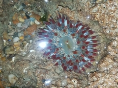Urticina felina