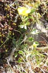 Ranunculus nivalis