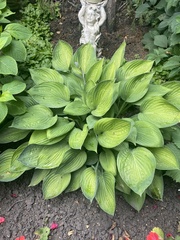 Hosta