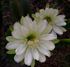 Cereus hexagonus