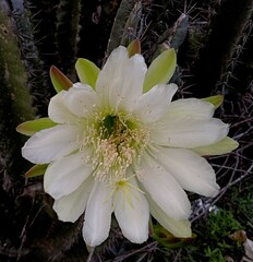 Cereus hexagonus